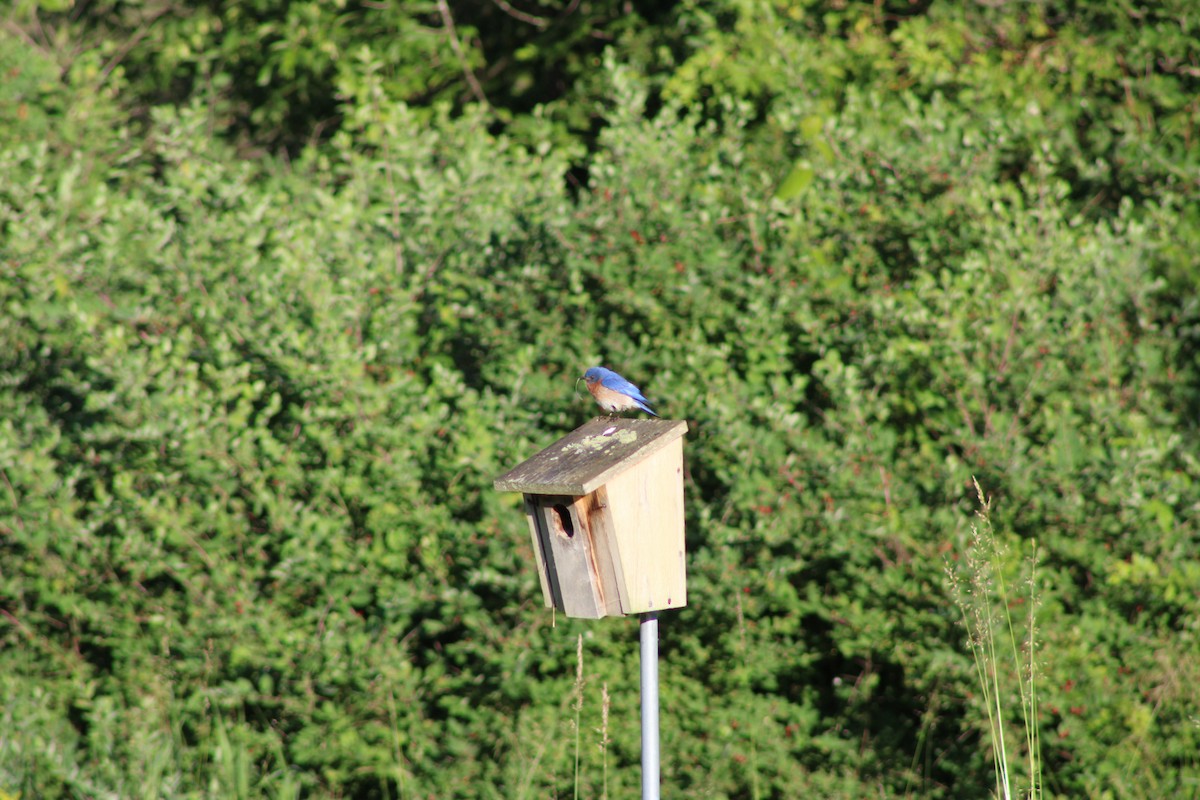 Eastern Bluebird - ML620491201