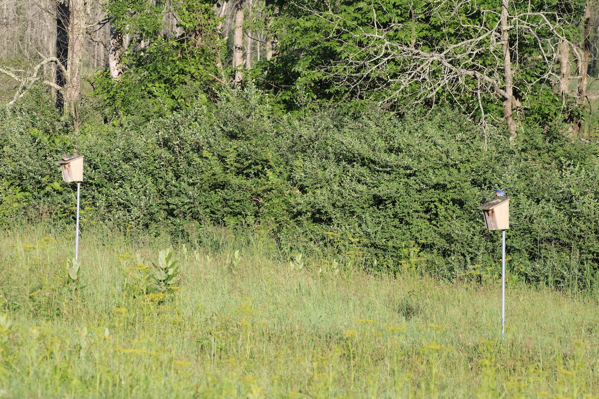 Eastern Bluebird - ML620491202