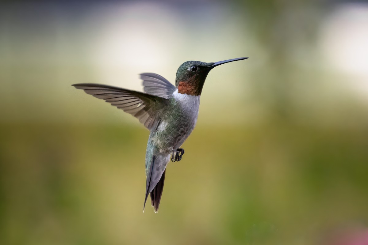 Colibri à gorge rubis - ML620491207