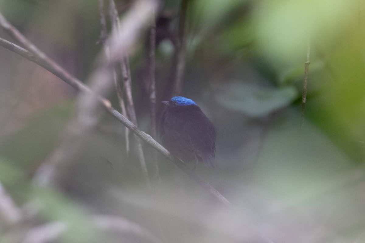 Manakin à tête bleue - ML620491209