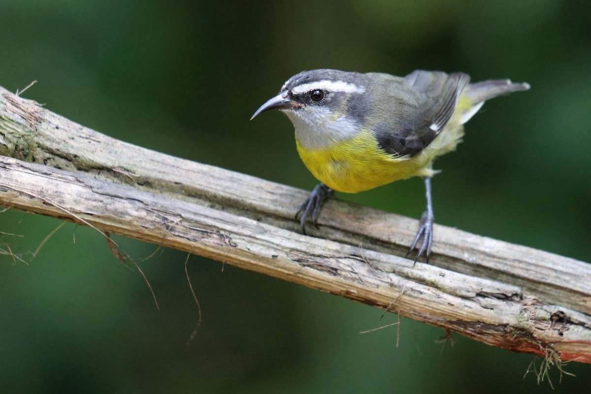 Bananaquit - ML620491210