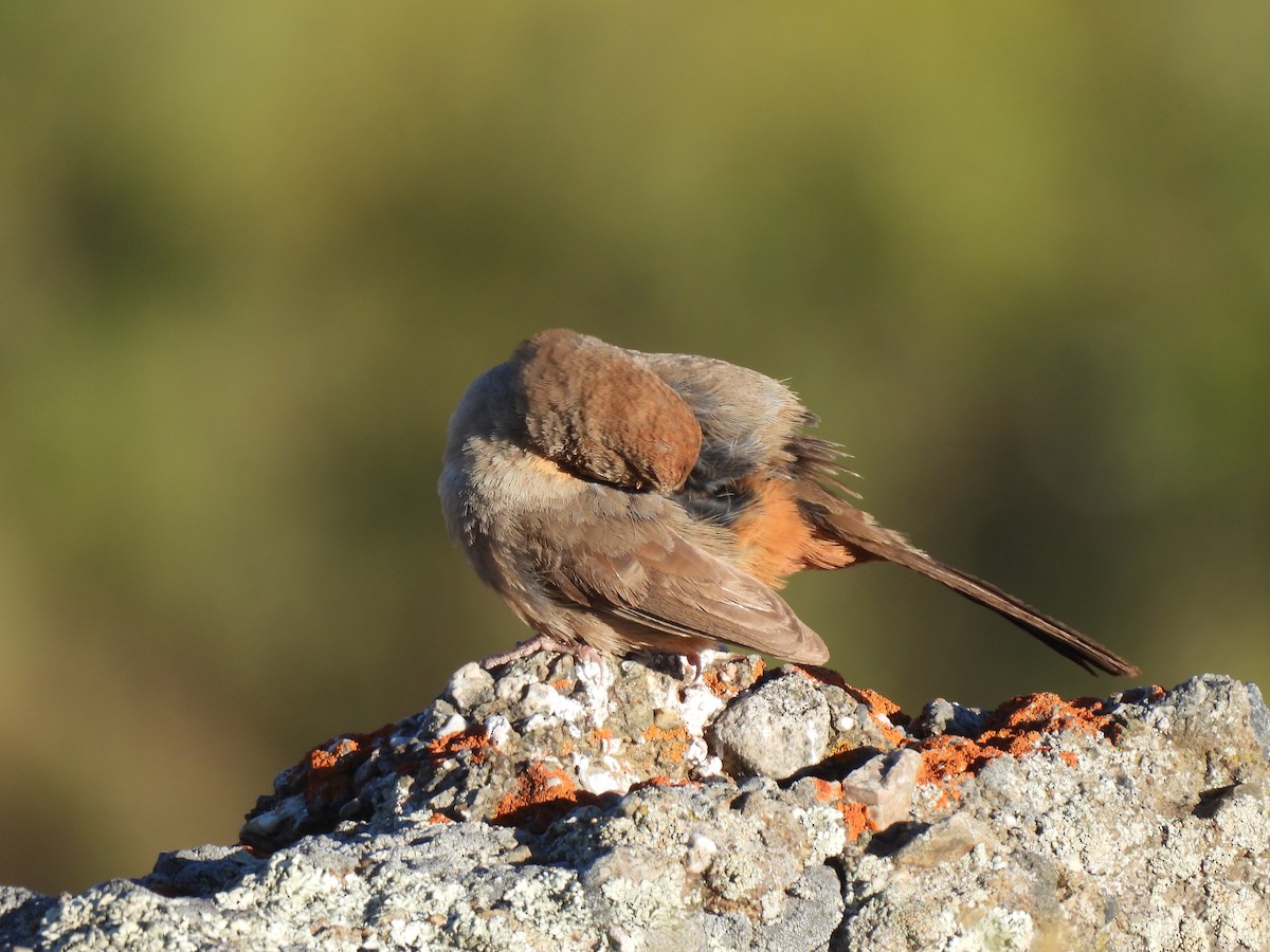 California Towhee - ML620491211