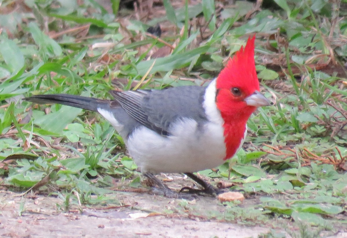 Red-crested Cardinal - ML620491217