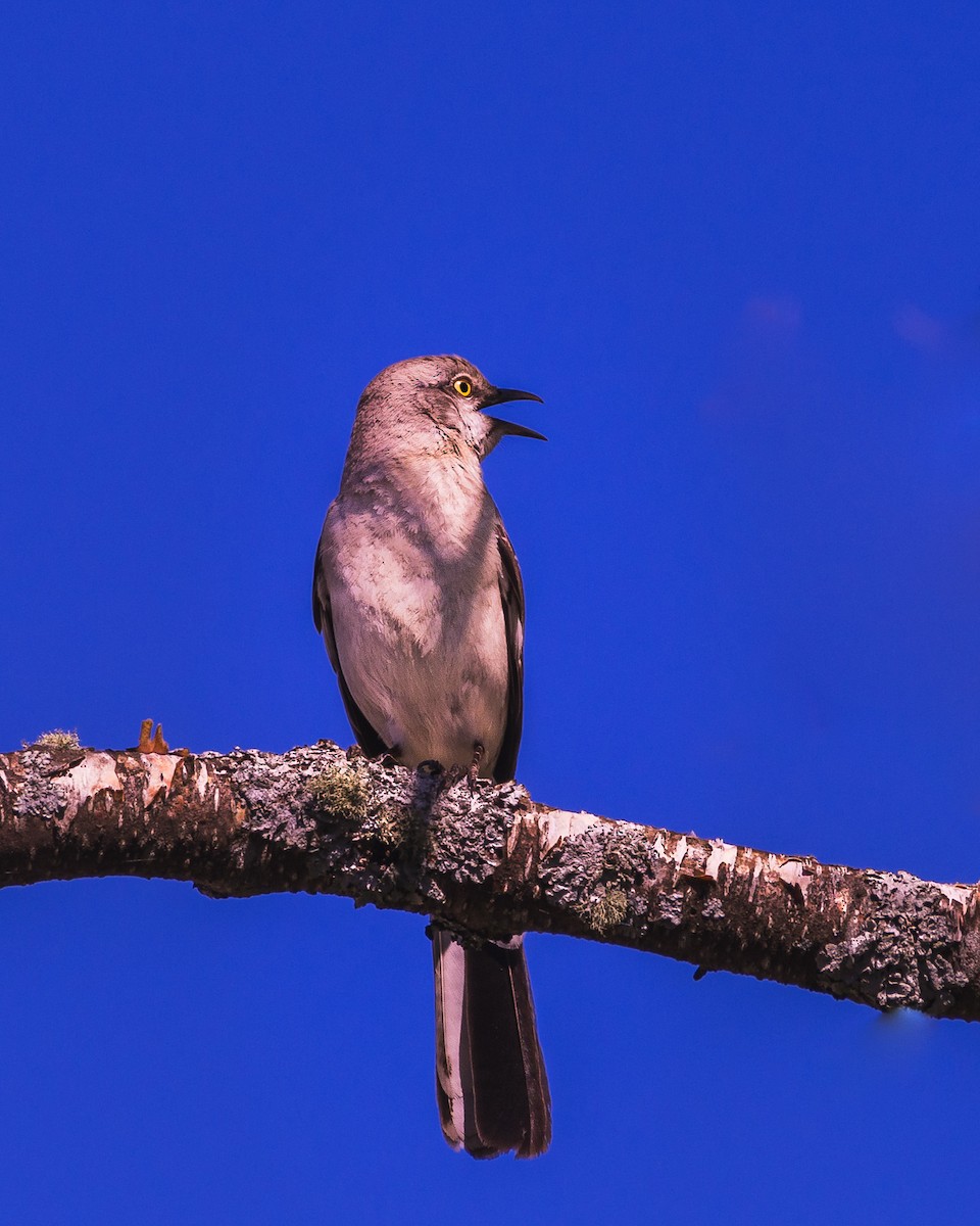 Northern Mockingbird - ML620491218