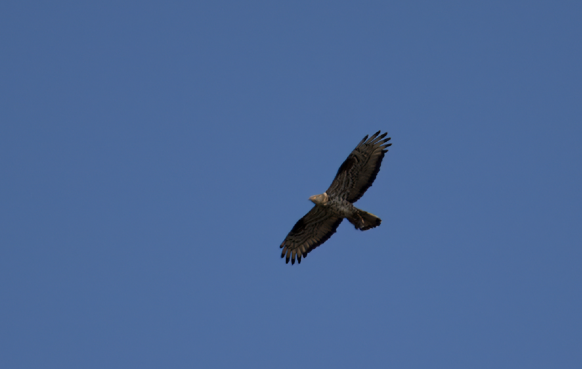 European Honey-buzzard - Michal Ujčík