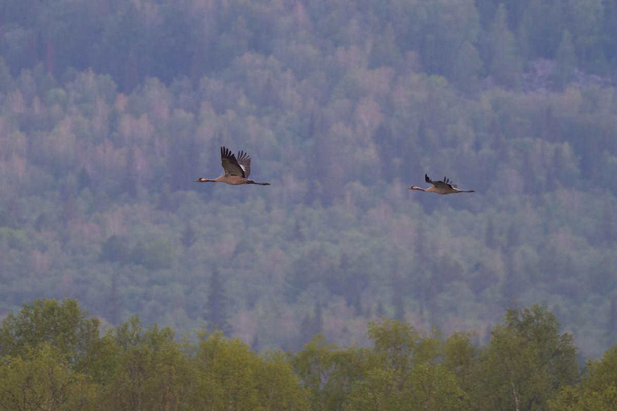 Common Crane - ML620491226