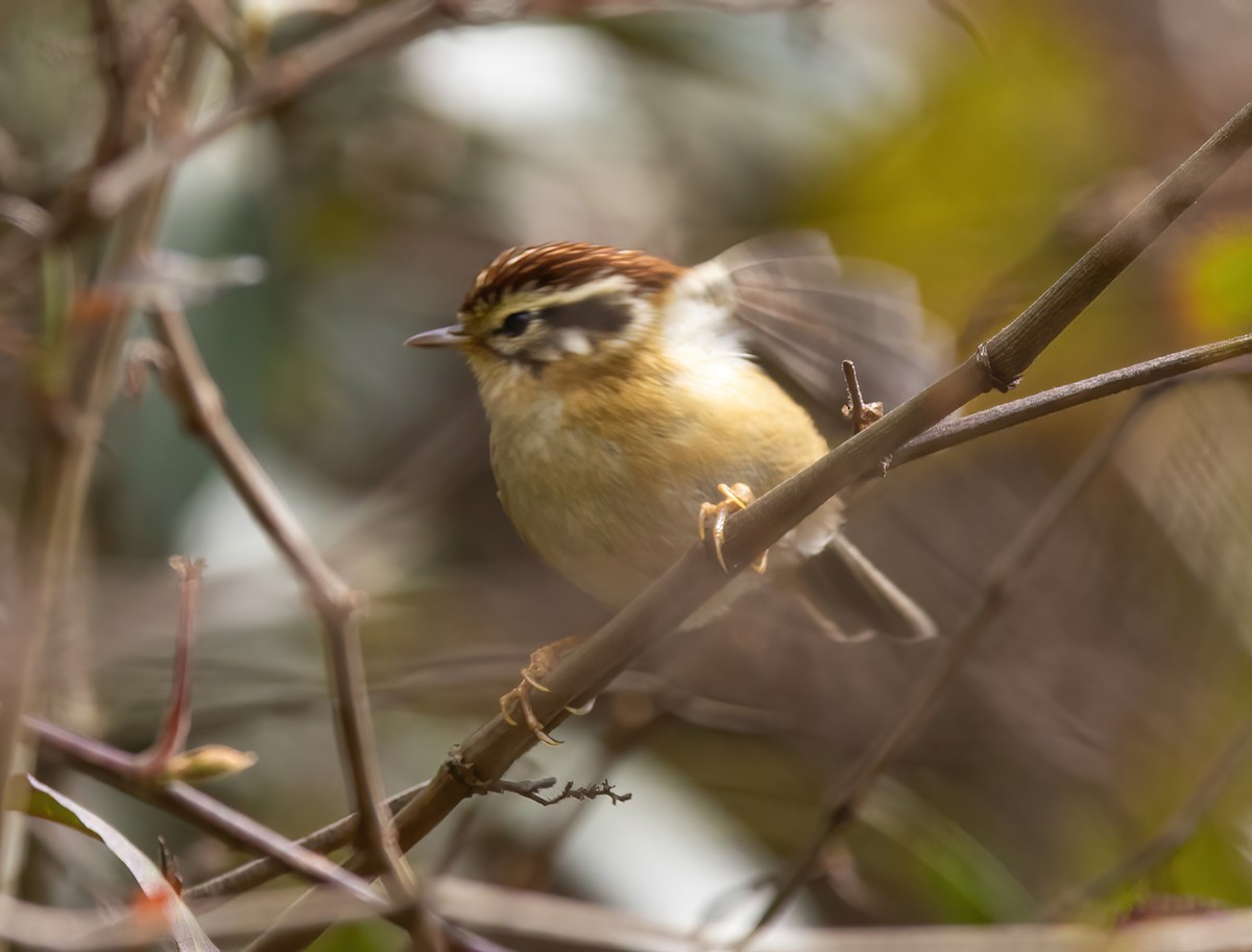 Rufous-winged Fulvetta - ML620491227