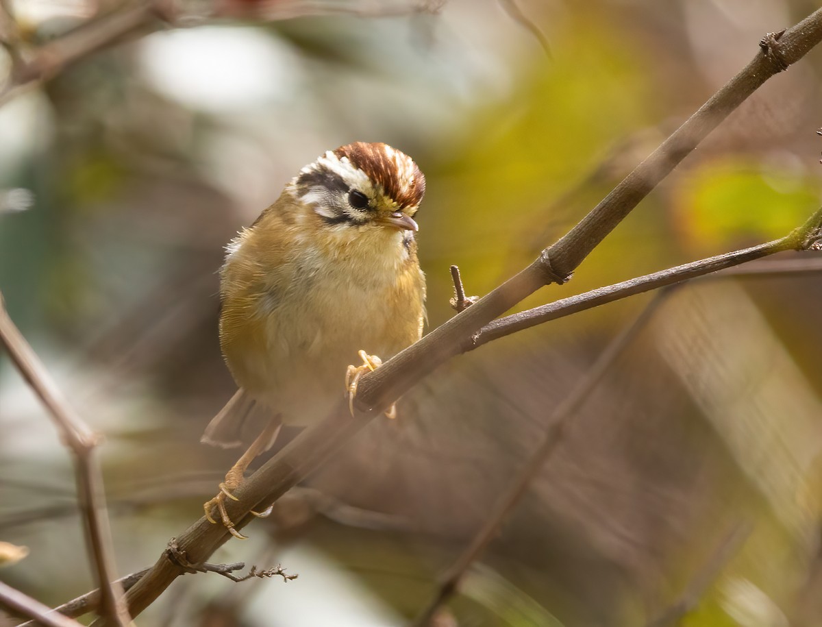 Rufous-winged Fulvetta - ML620491230