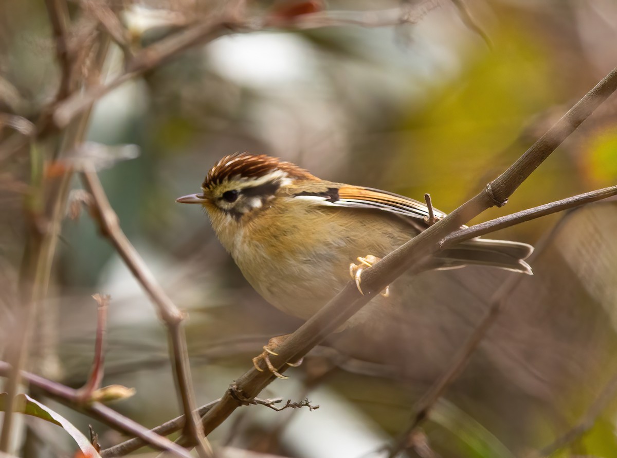 Rufous-winged Fulvetta - ML620491233