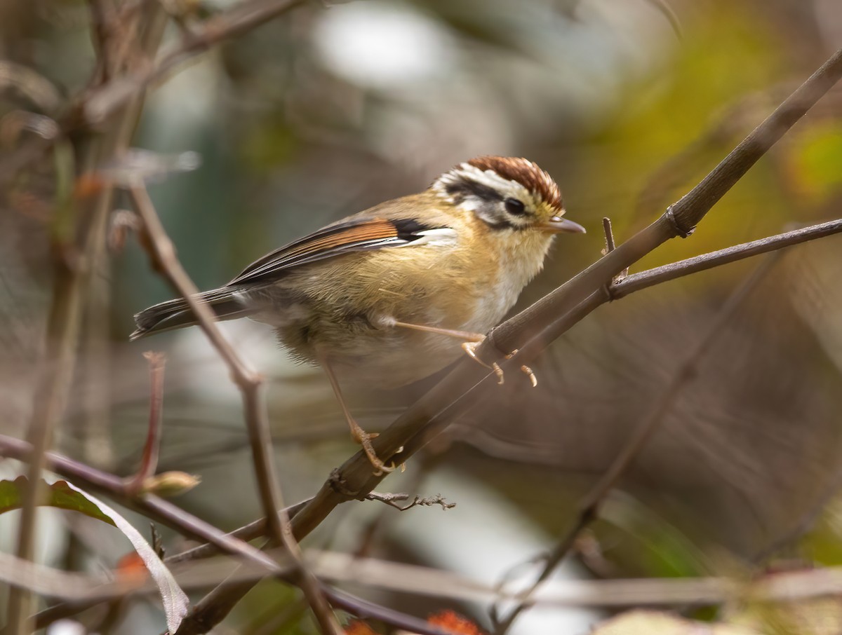 Rufous-winged Fulvetta - ML620491234