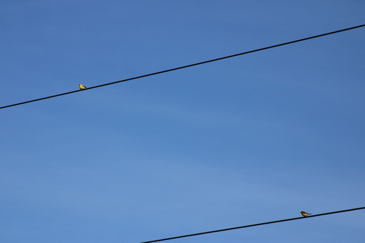 American Goldfinch - ML620491236