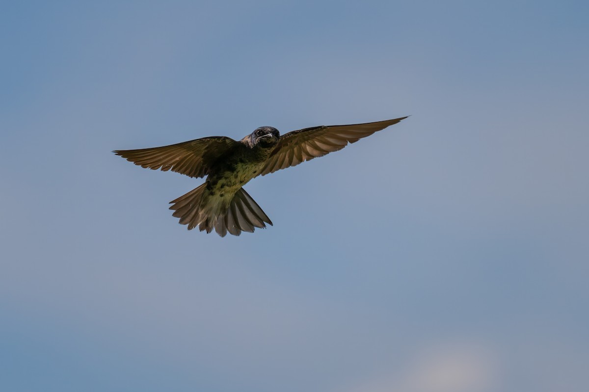 Purple Martin - ML620491261