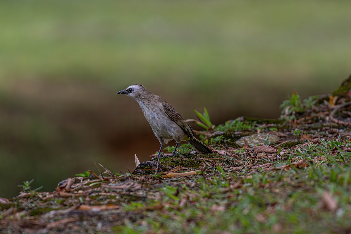 Yellow-vented Bulbul - ML620491262