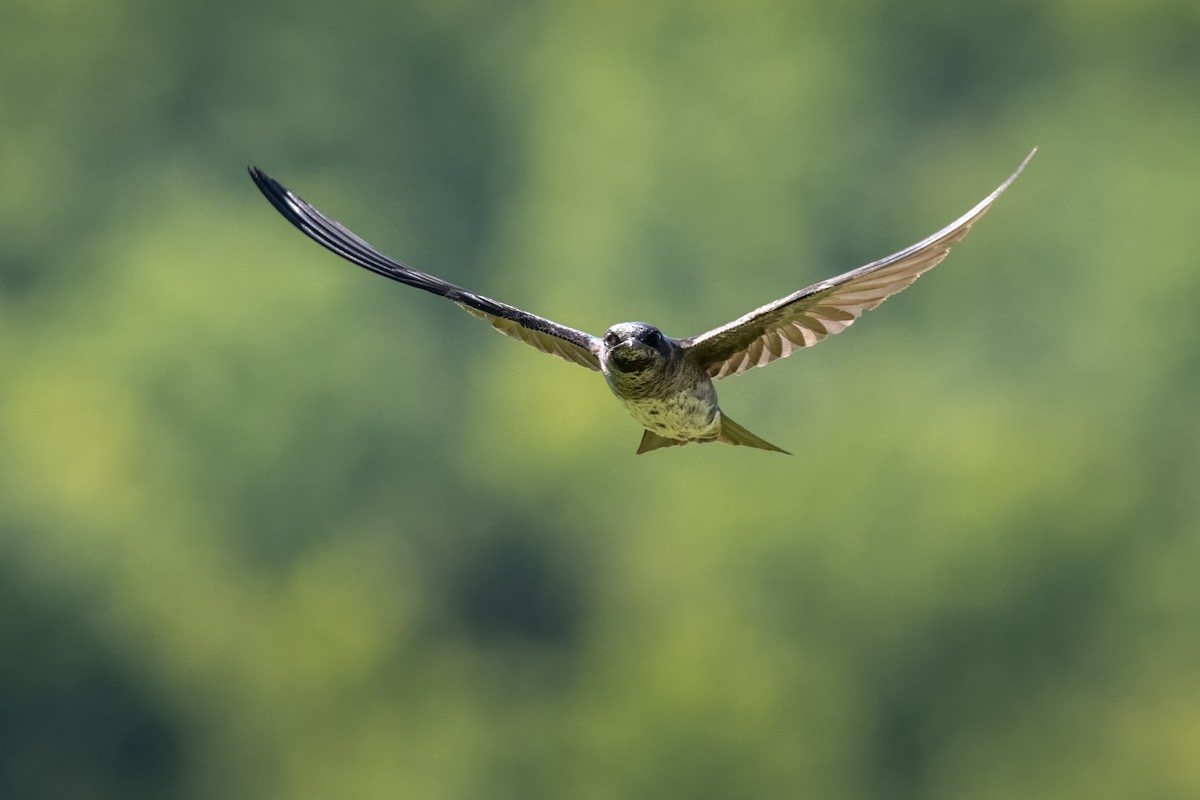 Purple Martin - ML620491264