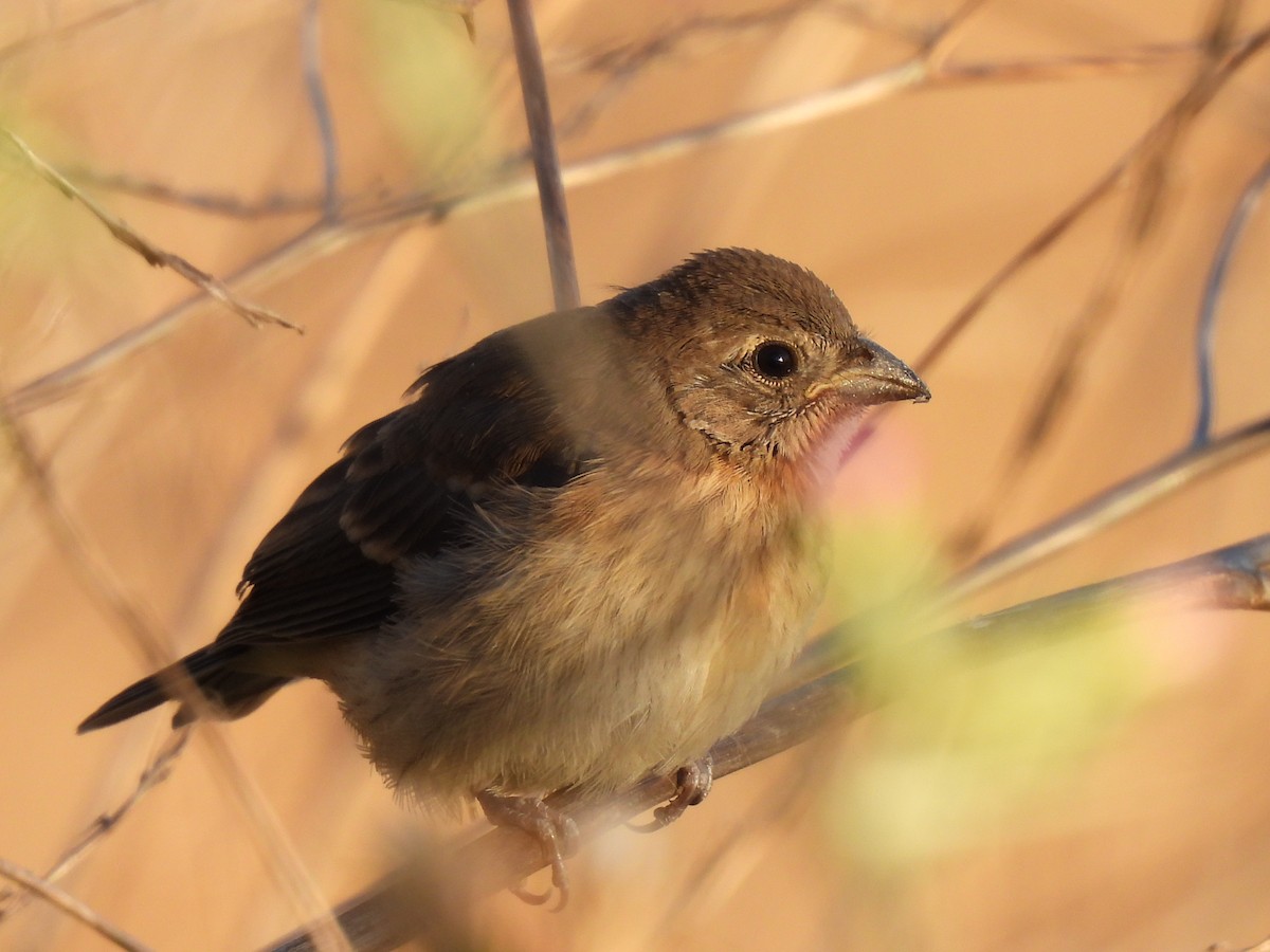 Lazuli Bunting - ML620491265