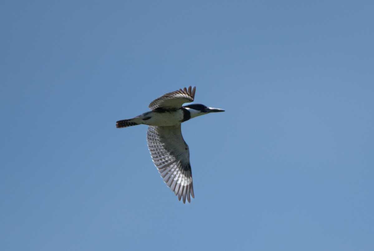 Belted Kingfisher - ML620491276