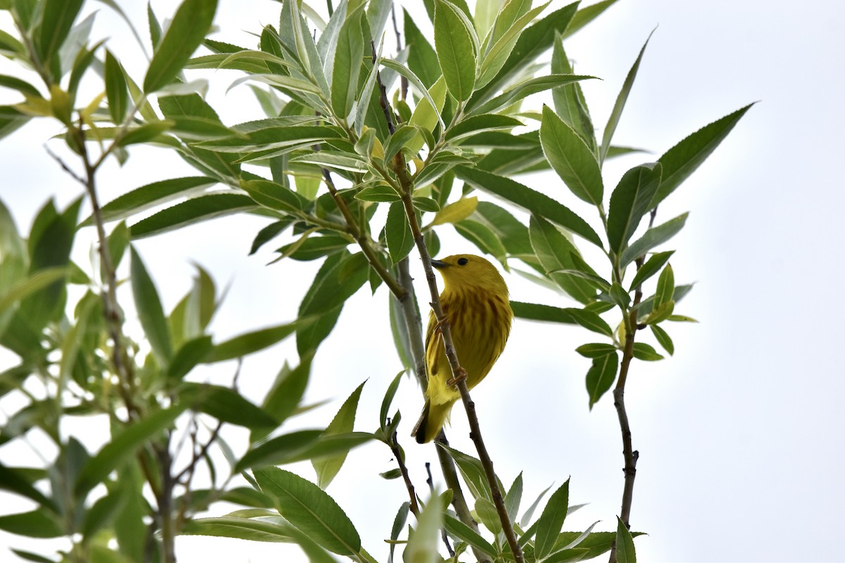 Yellow Warbler - ML620491281