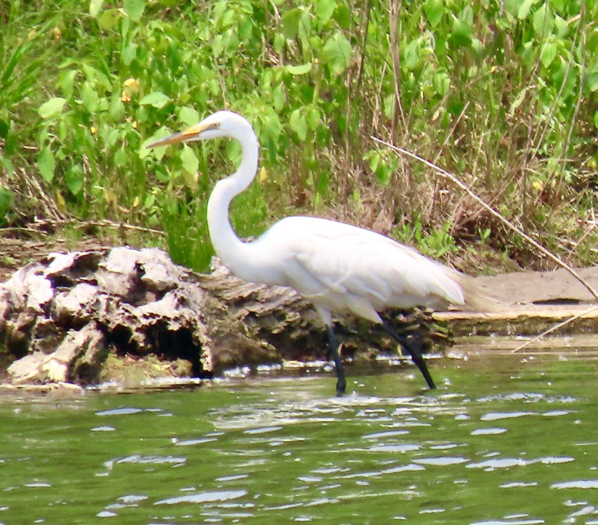 Great Egret - ML620491283