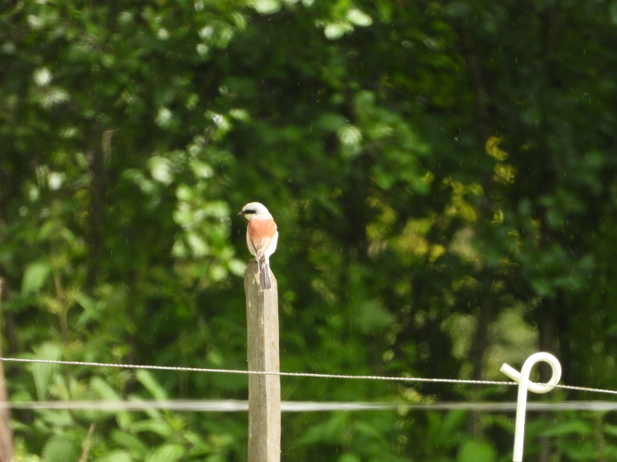 Red-backed Shrike - valerie pelchat