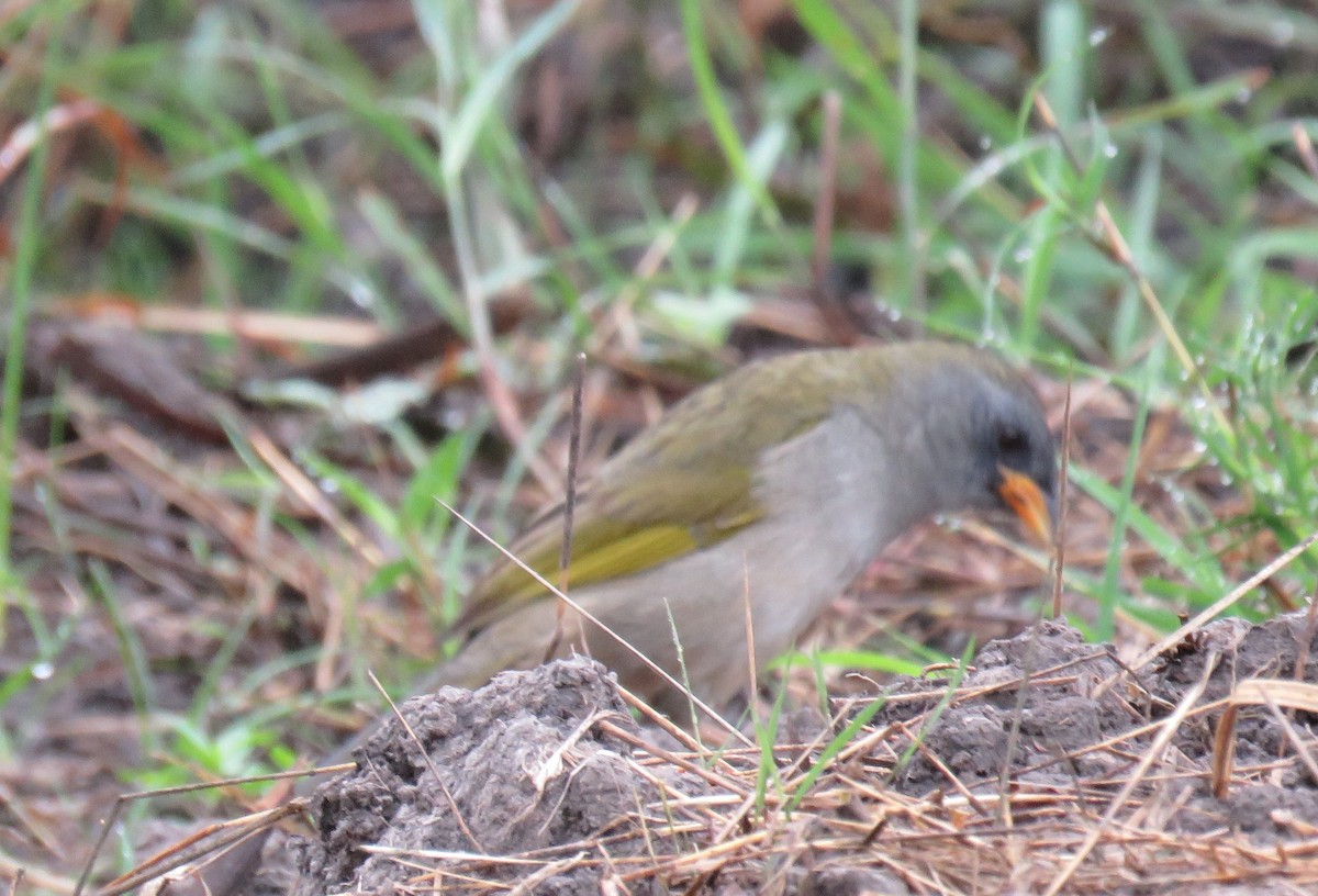 Great Pampa-Finch - ML620491289