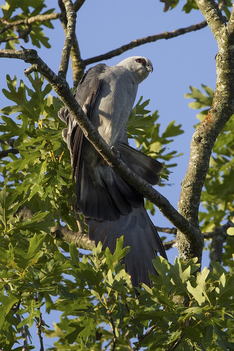 Mississippi Kite - Howard Wu