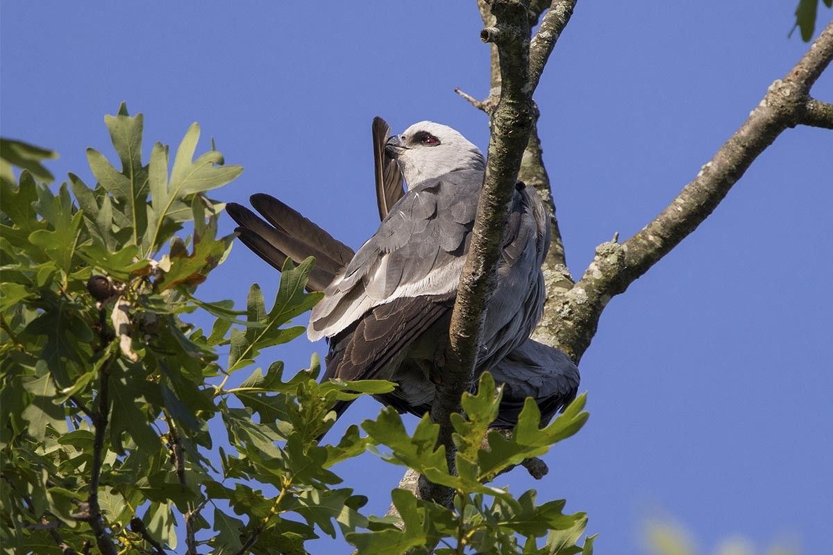 Mississippi Kite - ML620491294