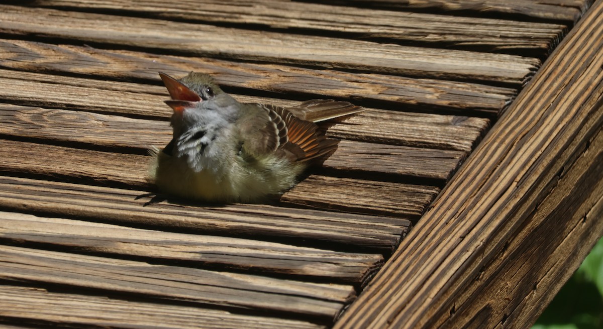 Great Crested Flycatcher - ML620491298