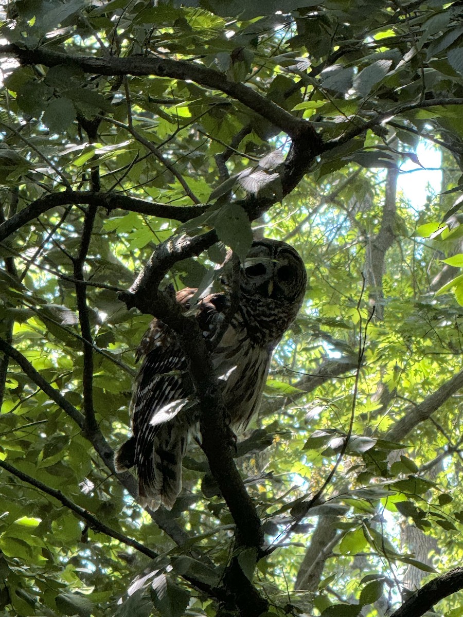 Barred Owl - ML620491303