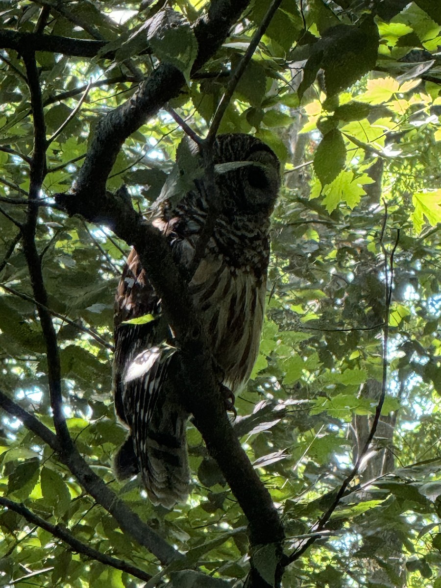 Barred Owl - ML620491304