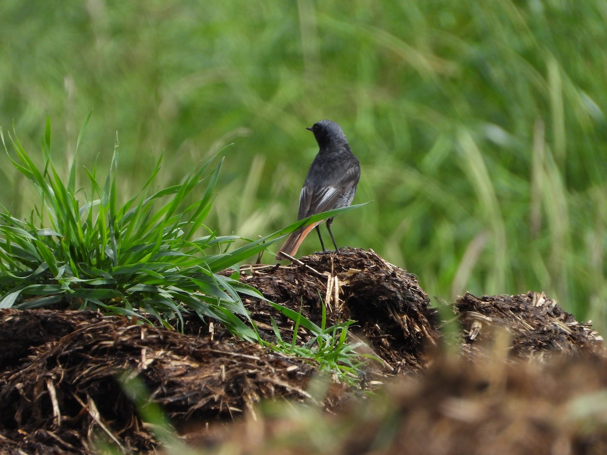 Black Redstart - ML620491311