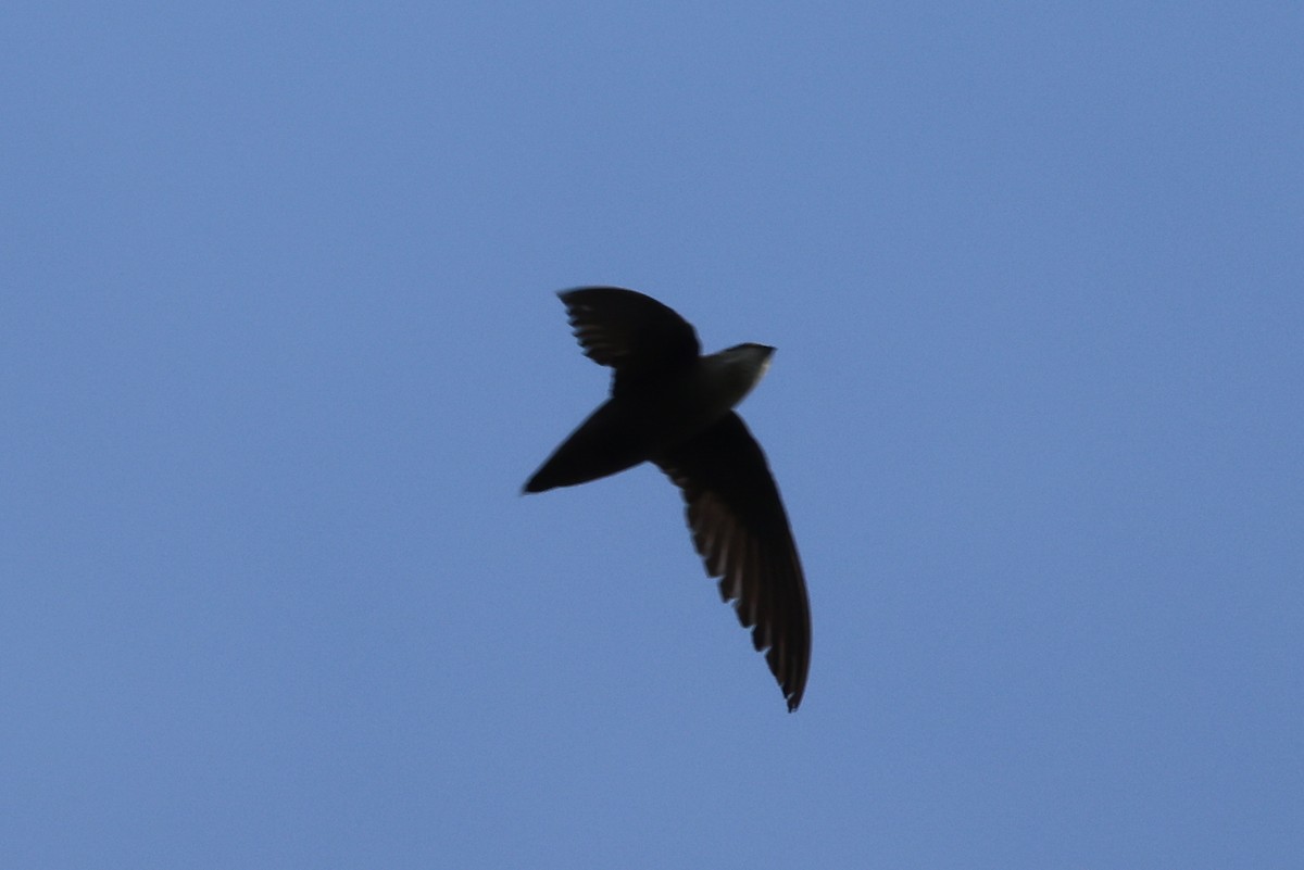 Chimney Swift - ML620491322