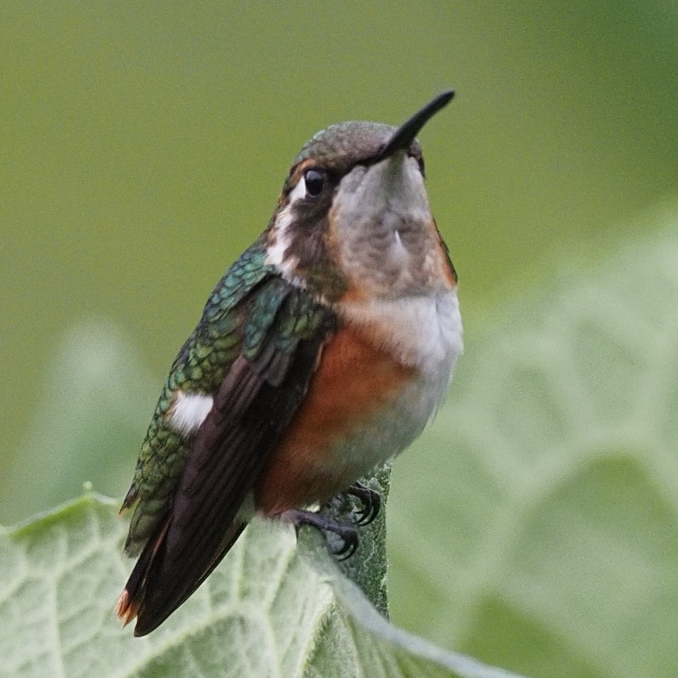 Colibrí de Mulsant - ML620491325