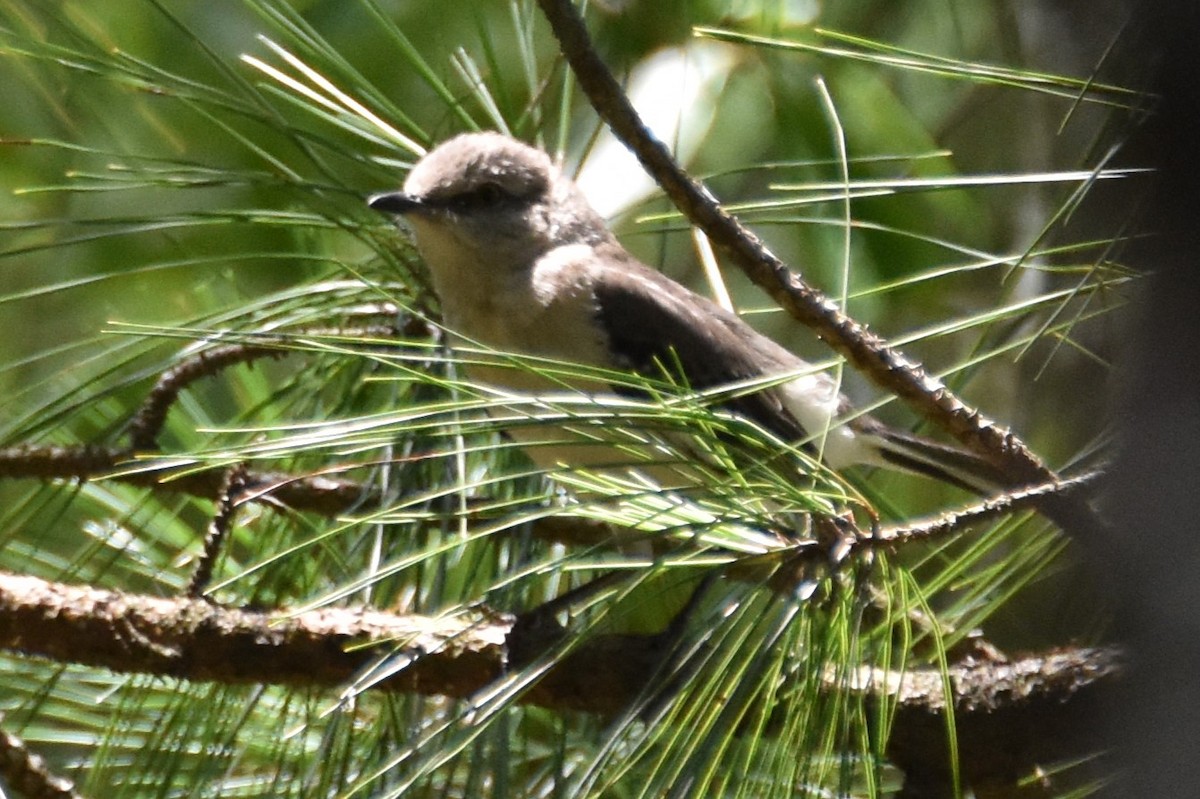 Northern Mockingbird - ML620491326