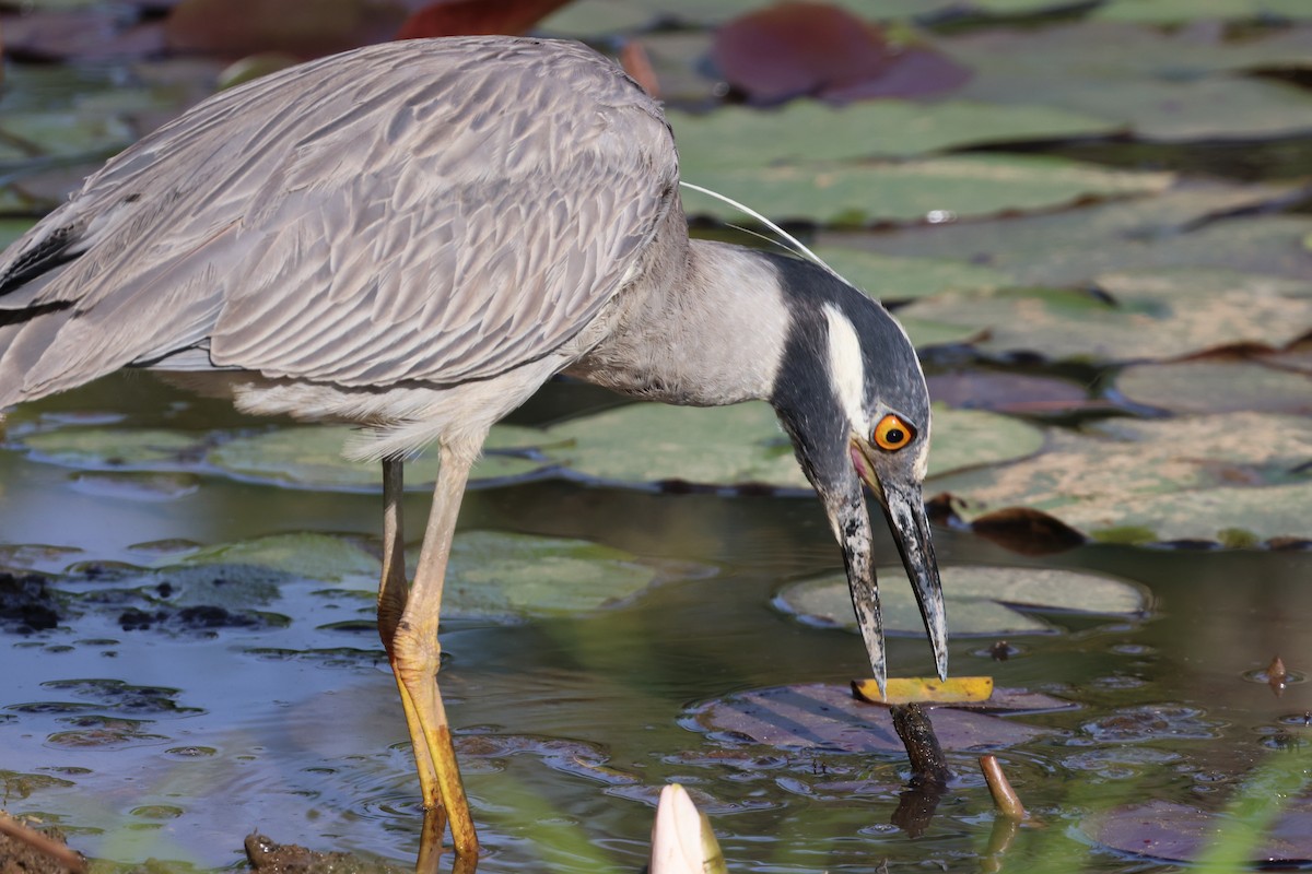 Yellow-crowned Night Heron - ML620491330