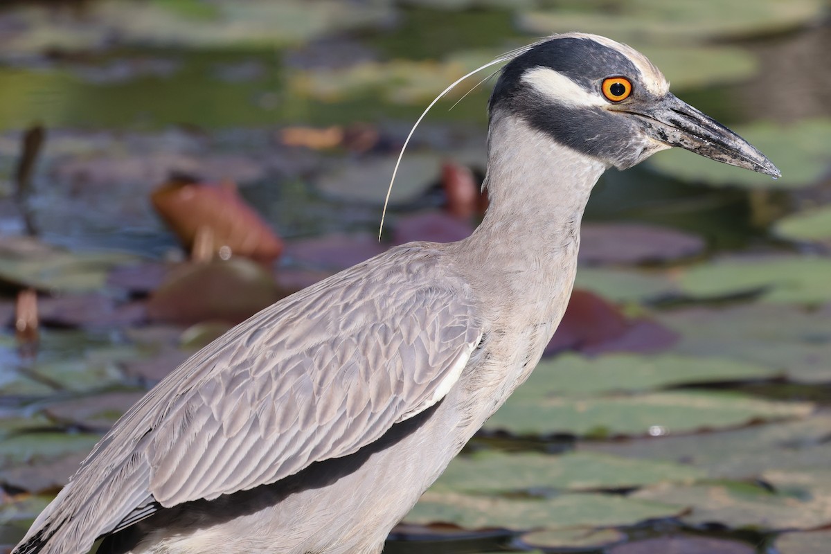 Yellow-crowned Night Heron - ML620491331