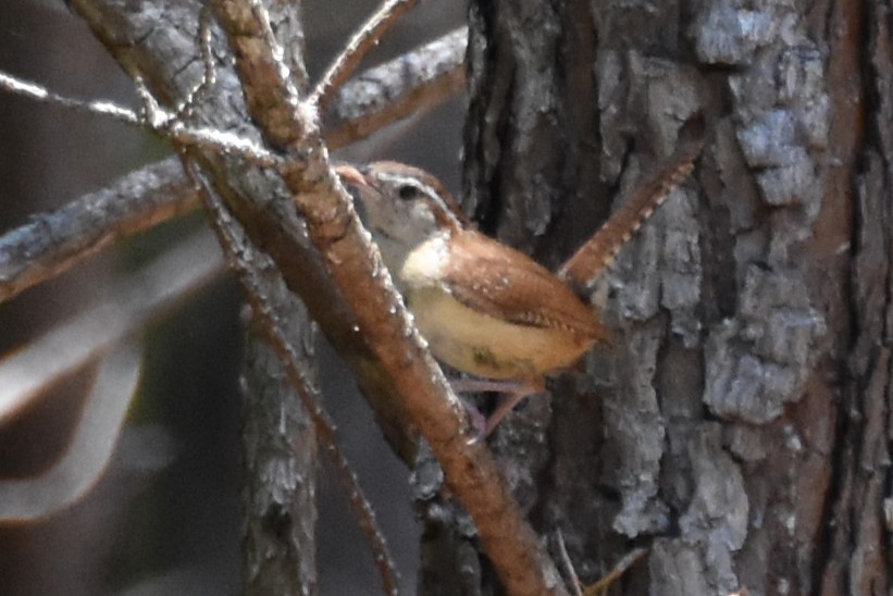 Carolina Wren - ML620491332