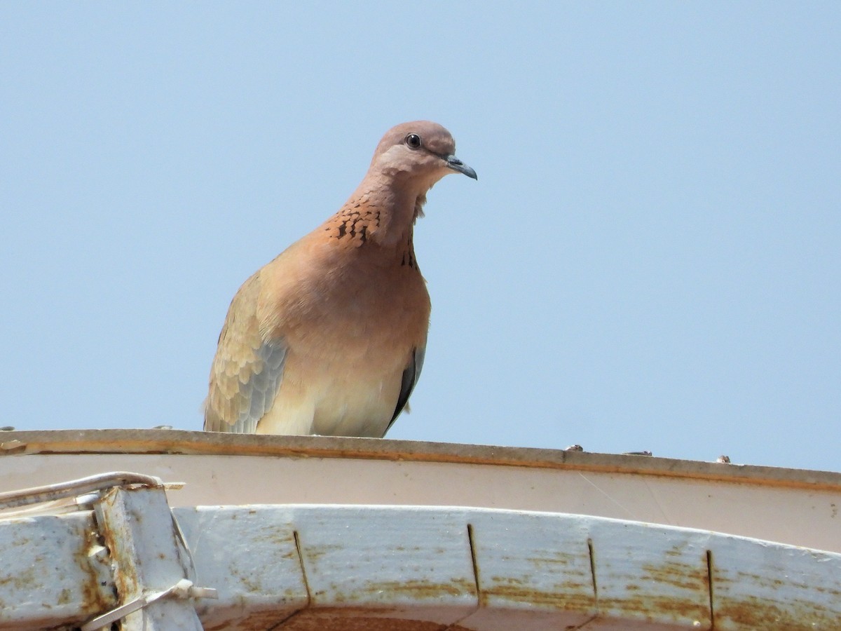 Laughing Dove - ML620491334