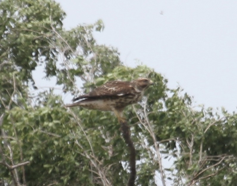 Red-shouldered Hawk (lineatus Group) - ML620491336