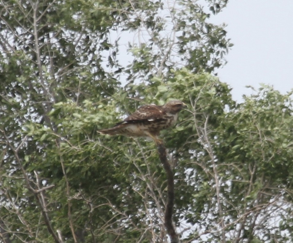 Red-shouldered Hawk (lineatus Group) - ML620491337