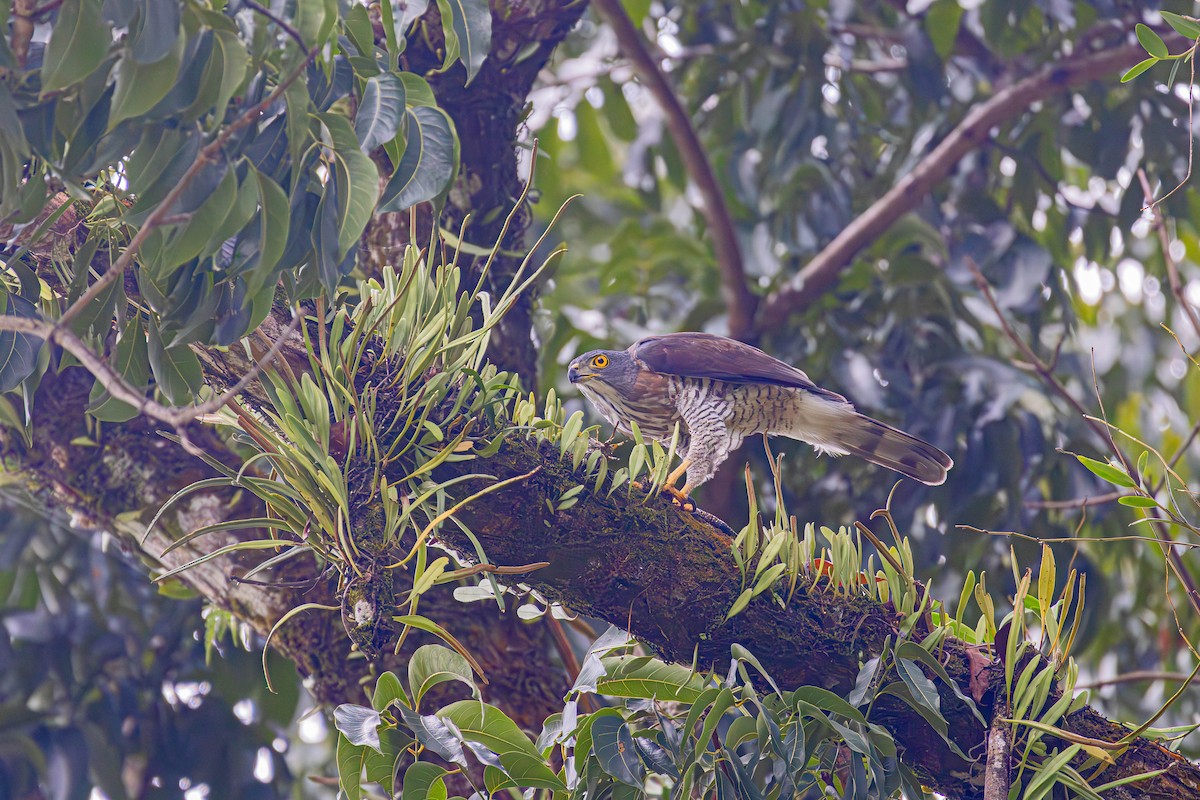 Crested Goshawk - ML620491340