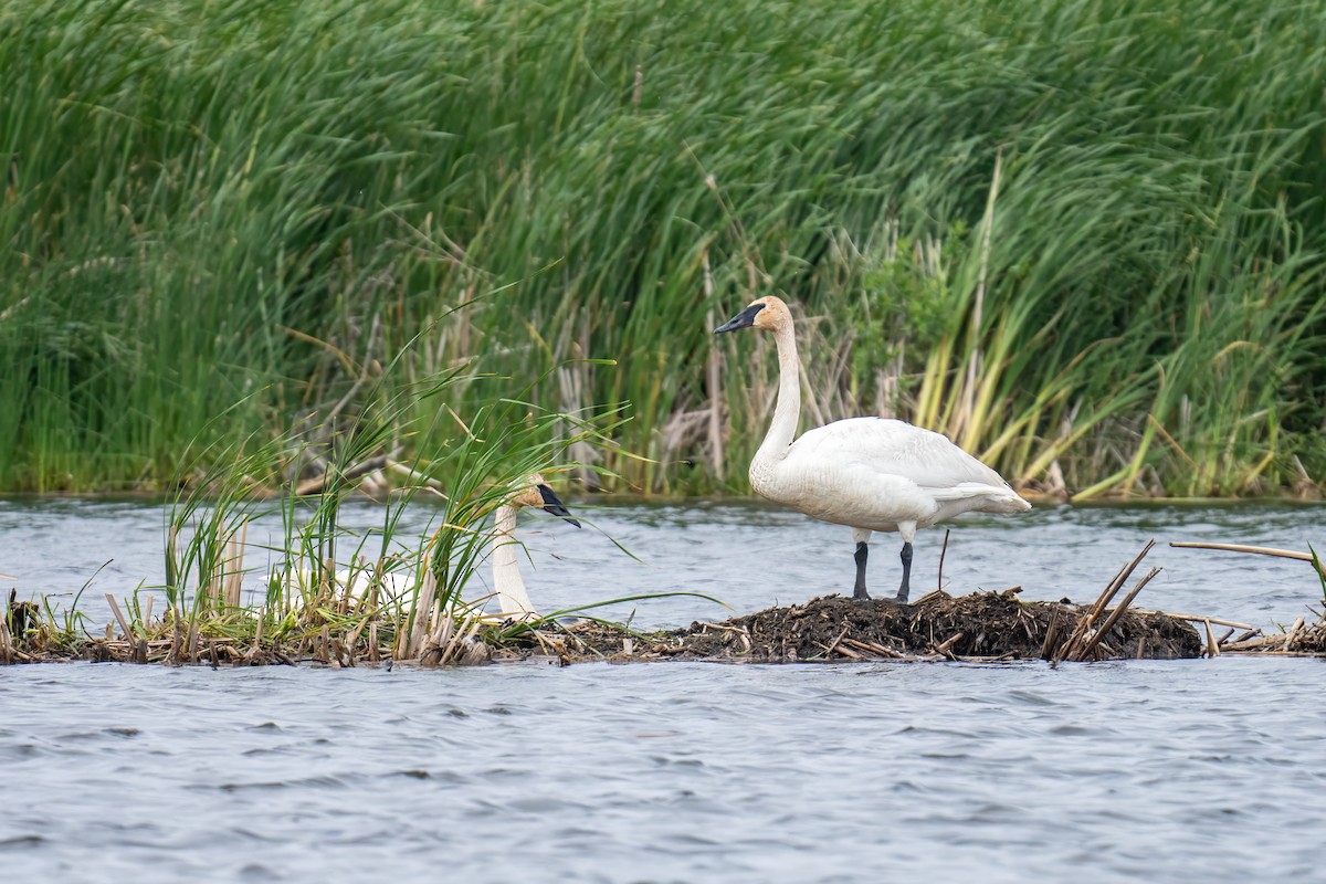 Trumpeter Swan - ML620491348