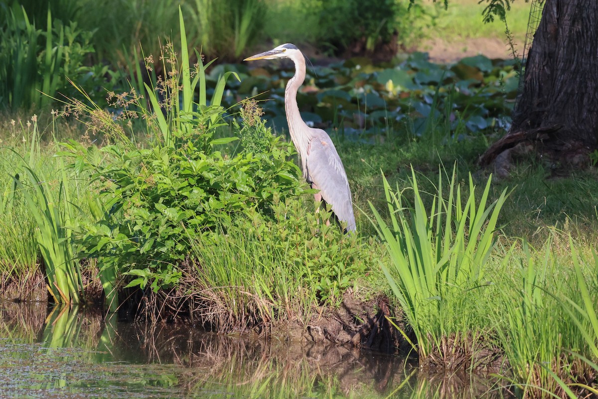 Great Blue Heron - ML620491350