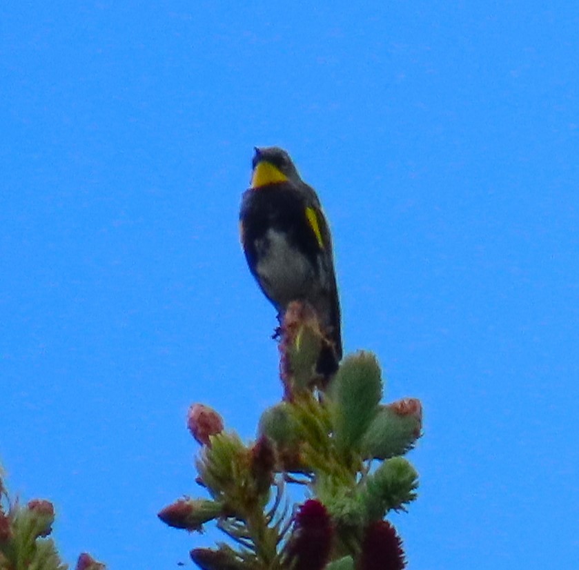 Yellow-rumped Warbler - ML620491358