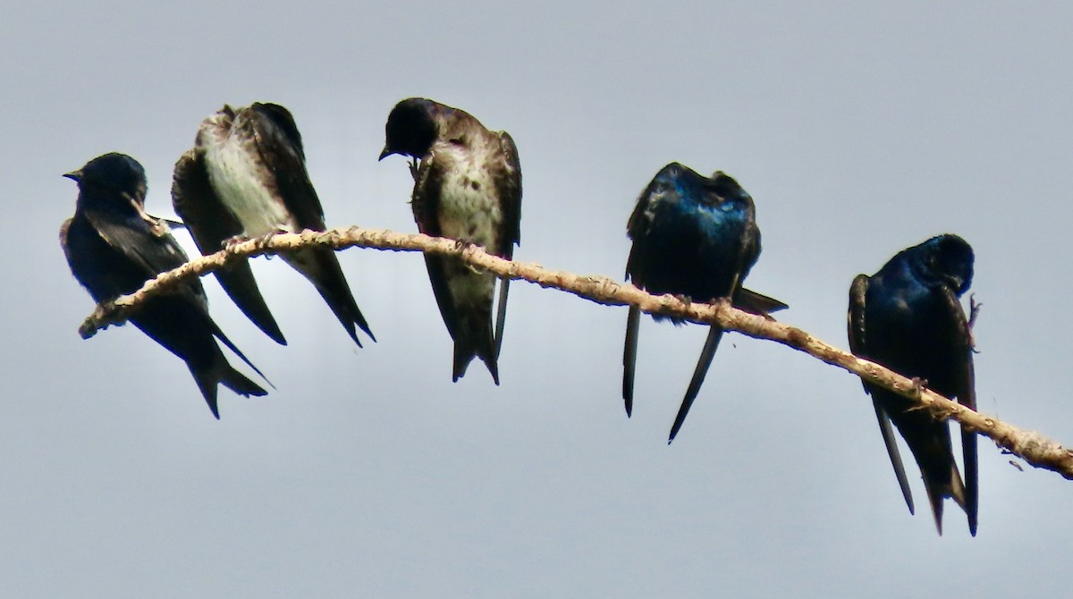 Purple Martin - ML620491363