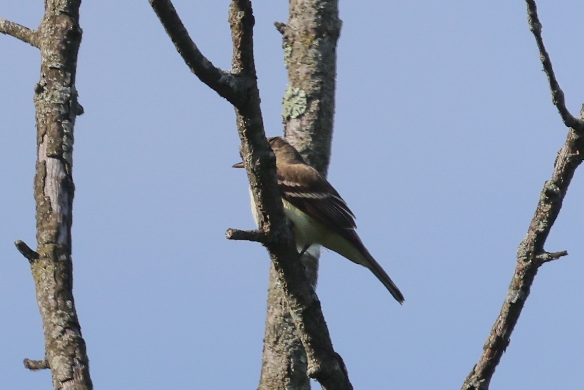 Willow Flycatcher - ML620491366