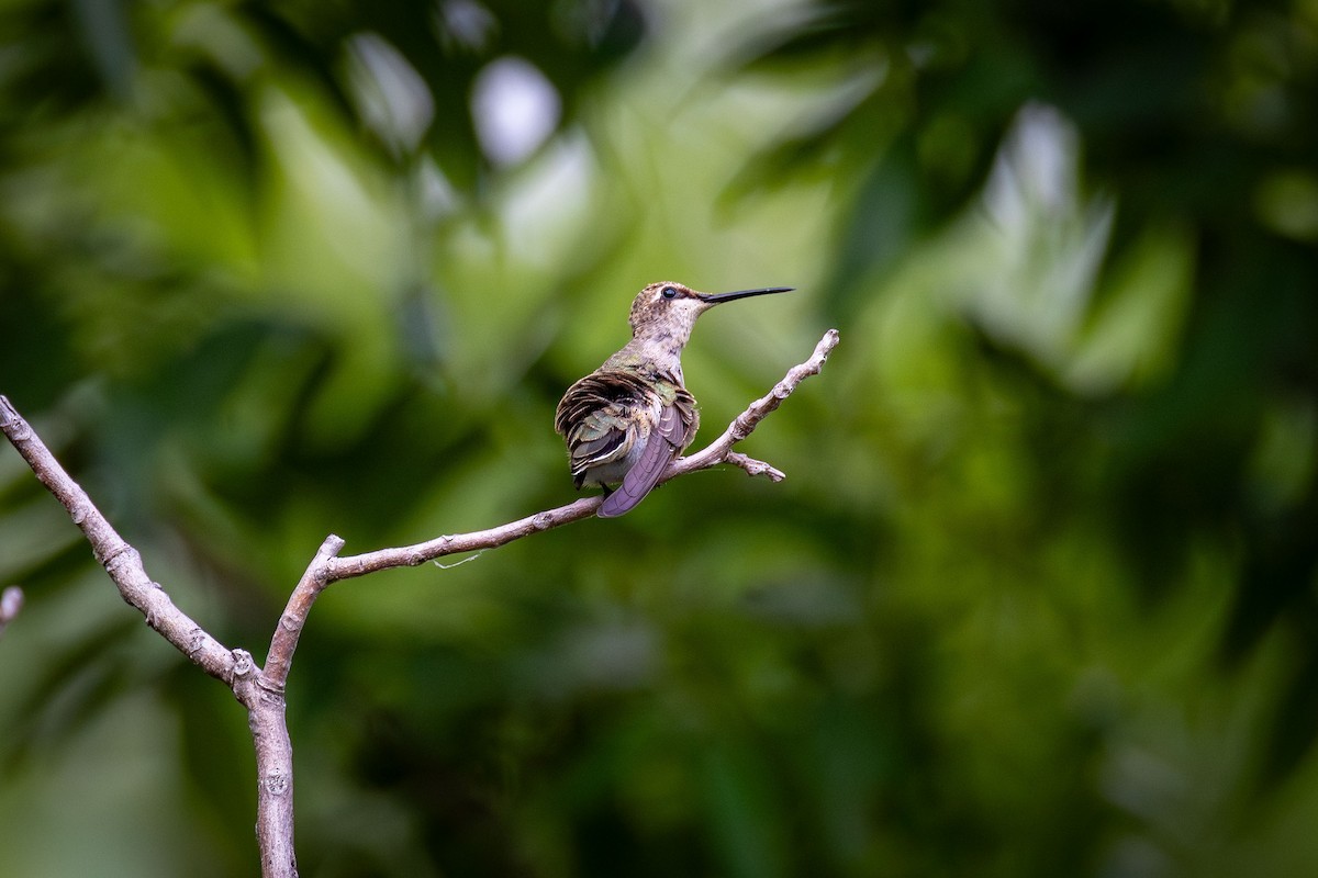 Ruby-throated Hummingbird - Jenan Taha
