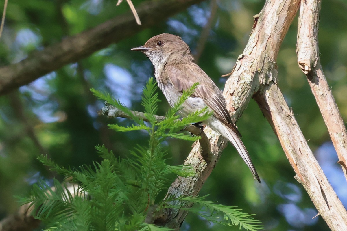 Eastern Phoebe - ML620491372