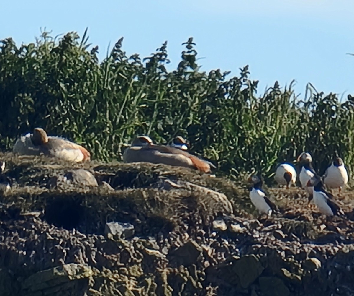 Egyptian Goose - ML620491385