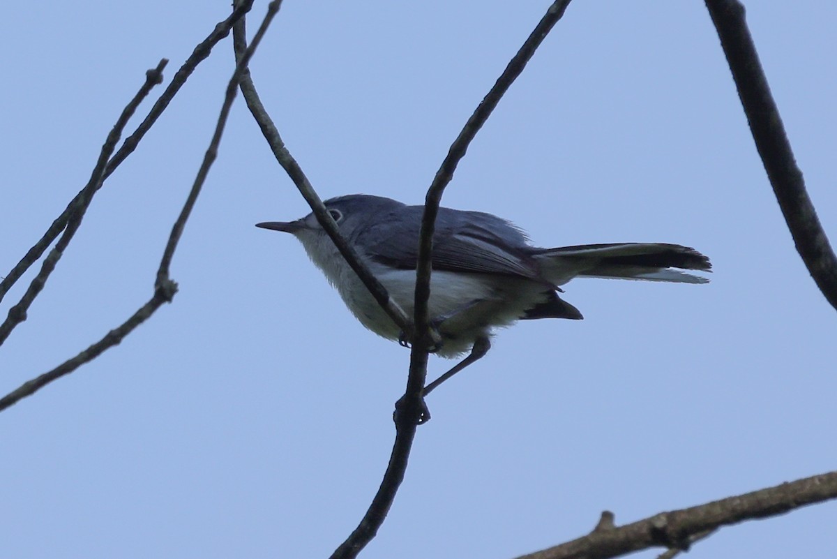 Blue-gray Gnatcatcher - ML620491388