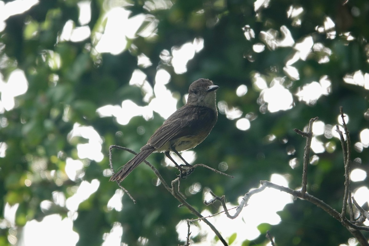 Stolid Flycatcher - ML620491389